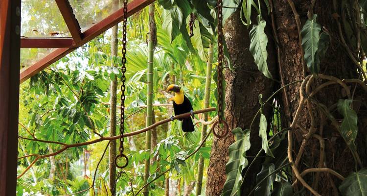 Tukan hockt auf einem Ast in einer üppigen Waldumgebung.