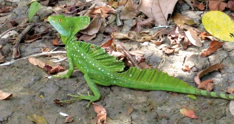 Corcovado National Park - DERTOUR 5