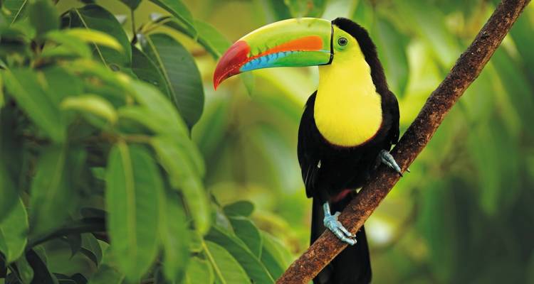 Colorful toucan perched on a tree branch in dense foliage.
