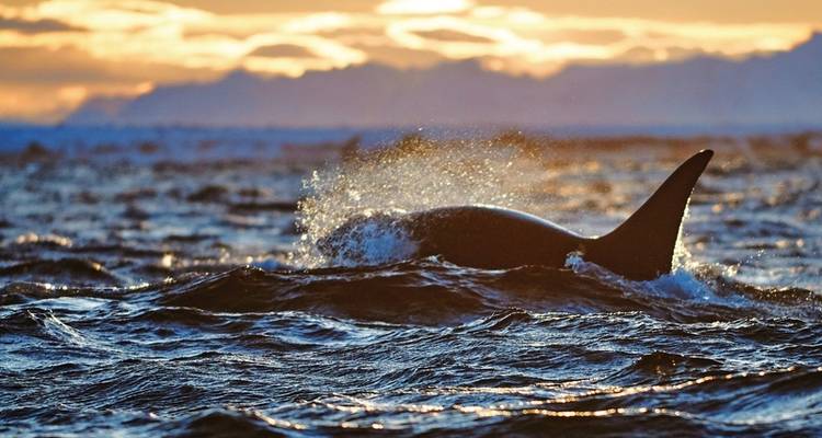 Winter adventures at the Arctic Panorama Lodge - DERTOUR 1
