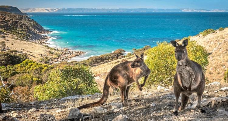 Sea Dragon Kangaroo Island & Fleurieu Peninsula - DERTOUR 7