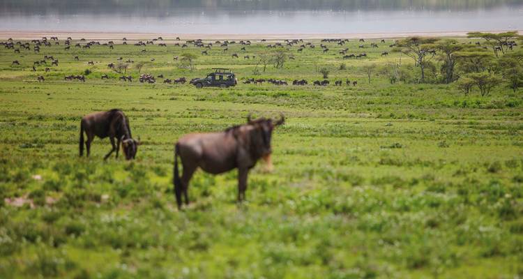 Des gnous broutant dans une plaine avec un véhicule de safari.