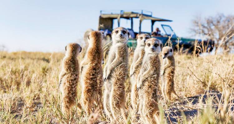 Suricates debout vigilants avec un véhicule de safari en arrière-plan.