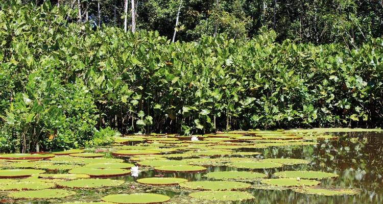 The Mythical Green Amazon - DERTOUR 5