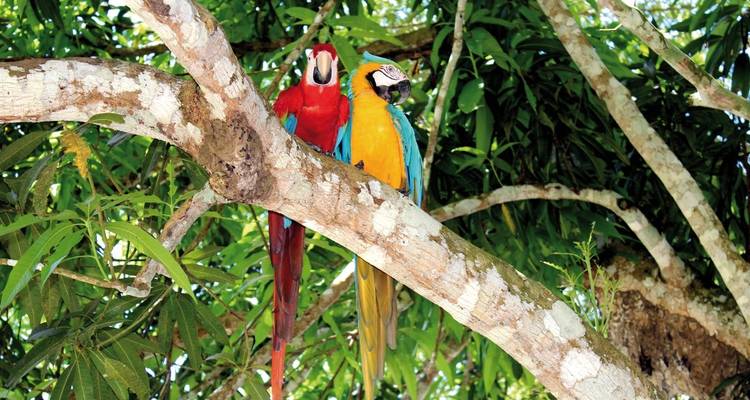 The Mythical Green Amazon - DERTOUR 6