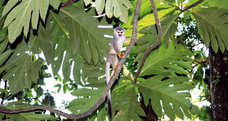 Small monkey on a tree in a lush forest.