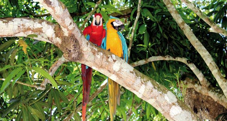 Two colorful parrots perched on a tree branch.