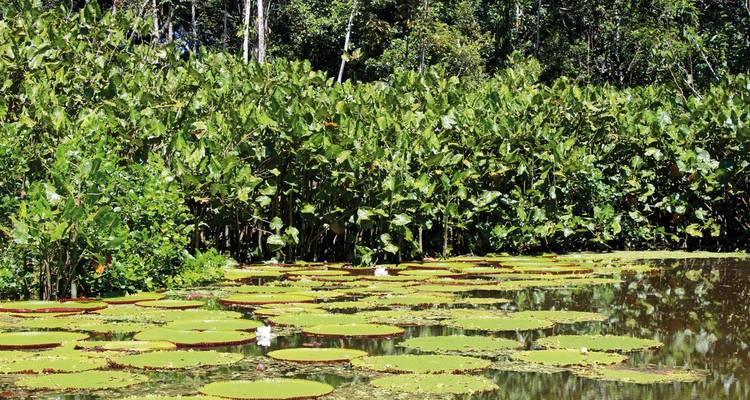 Lush vegetation with water lilies on a pond.