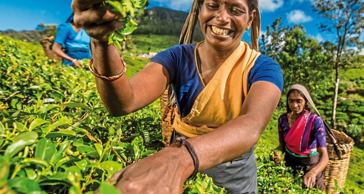 Femme souriante cueillant des feuilles de thé dans une plantation verdoyante avec des montagnes en arrière-plan.