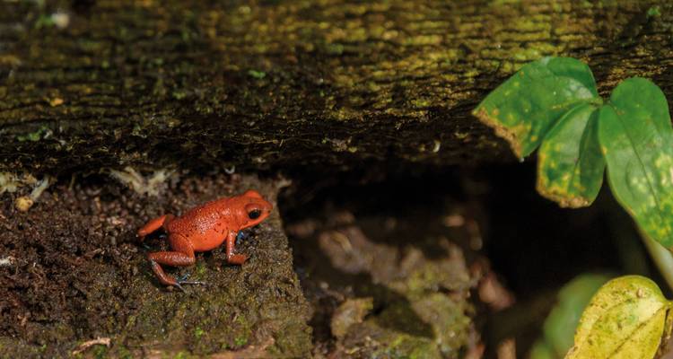 Close-up van een rode pijlgifkikker op vochtige bosgrond.