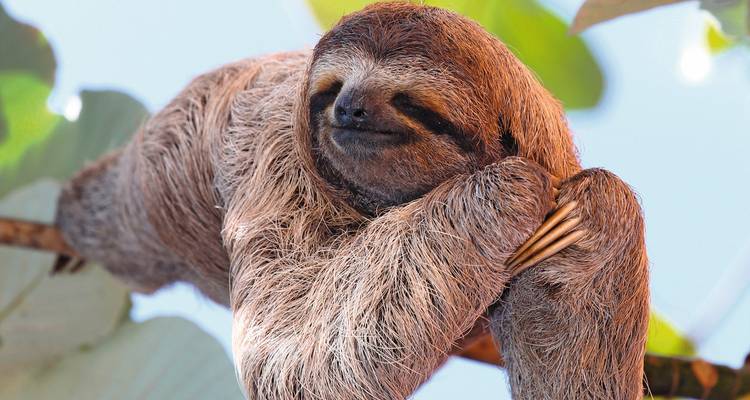 A sloth resting on a tree branch with a peaceful expression.