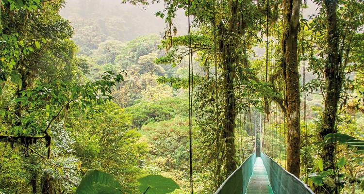 Suspension bridge crossing through dense green forest.
