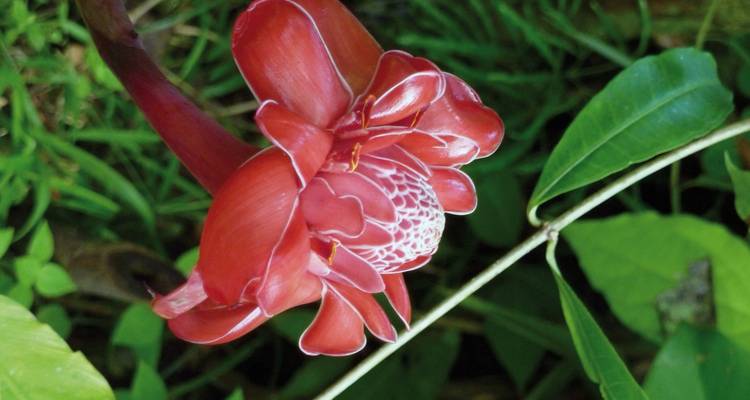 Nahaufnahme einer blühenden tropischen Blume.