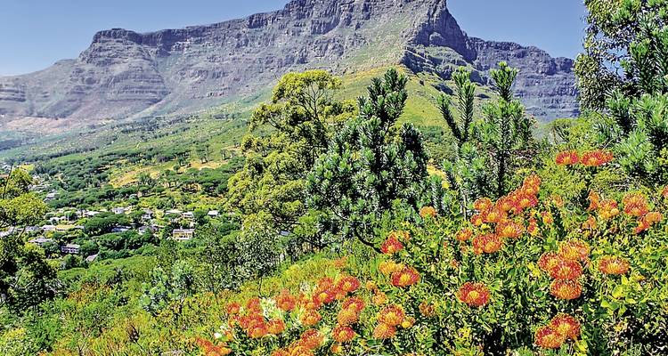 Tafelberg mit üppiger Vegetation und orangefarbenen Blüten.