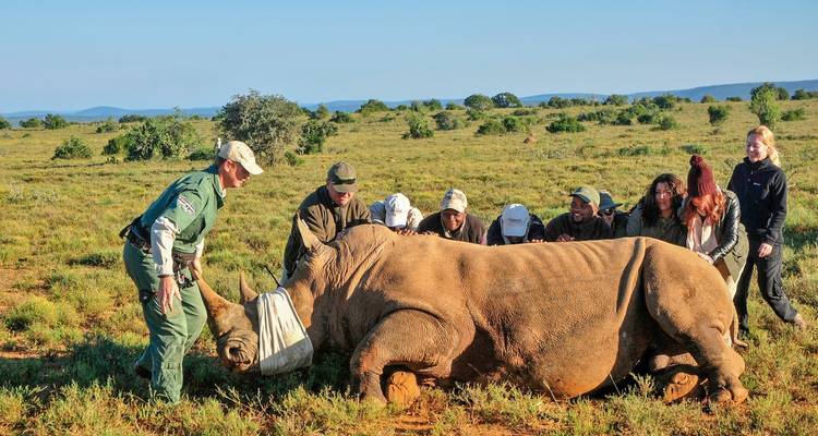 Groupe de personnes aidant un rhinocéros tranquillisé dans la savane.