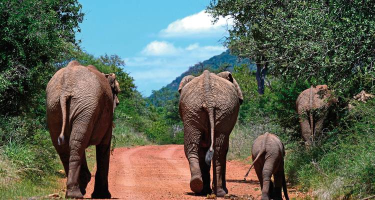 Olifanten lopend op een rood zandpad omringd door groen.