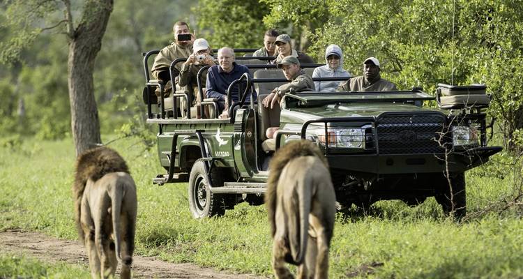 Group on a safari tour in an open vehicle observing lions.