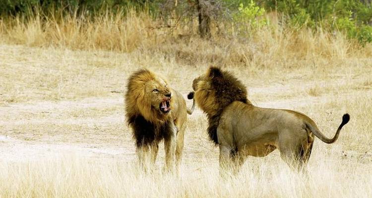 Los parques de animales más bonitos - DERTOUR 9