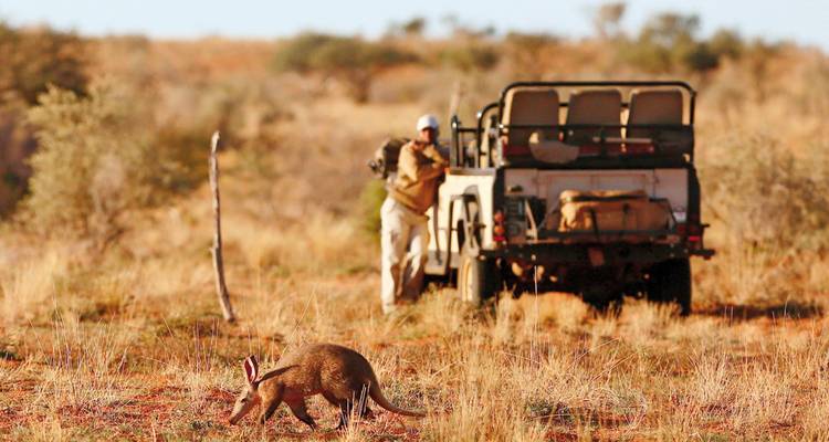 Person on a safari with a grazing animal in the foreground.