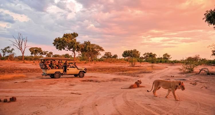 Scène de safari avec des lions et un véhicule dans un paysage coloré.