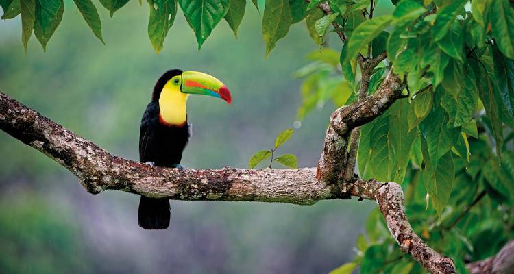 Toucan perched on a tree branch against a green background.