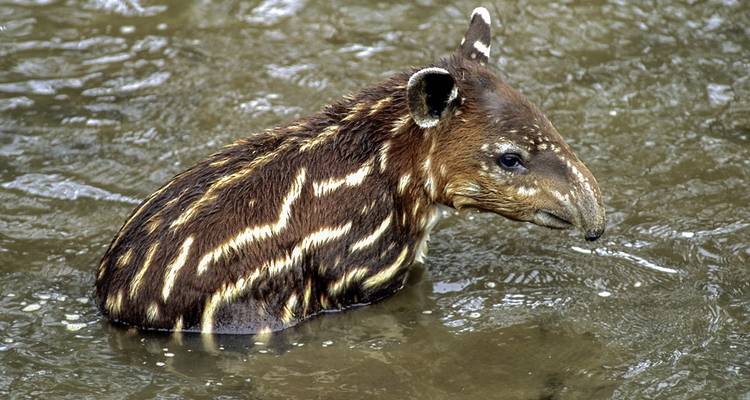 Young tapir in water with distinctive stripes and spots.