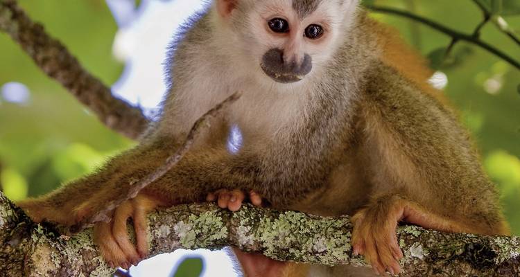 Squirrel monkey perched on a branch with green leaves.