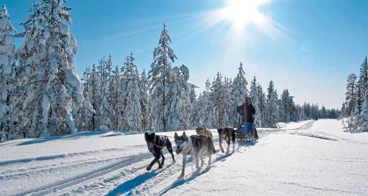 Hundeschlittenteam, das einen Schlitten durch einen verschneiten Wald bei hellem Sonnenschein zieht.