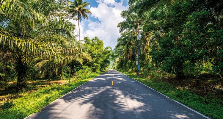 Straight road through palm trees and lush greenery.