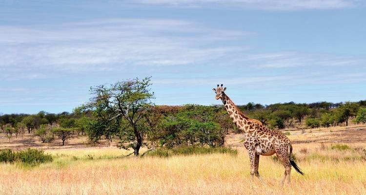 Masai Mara Fly-In Safari Premium desde/hasta Mombasa - MEIERS WELTREISEN 1