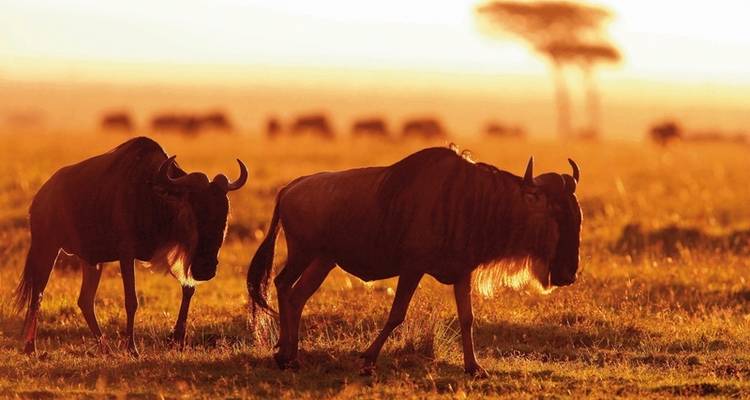 Masai Mara Fly-In Safari Premium de/à Mombasa - MEIERS WELTREISEN 1