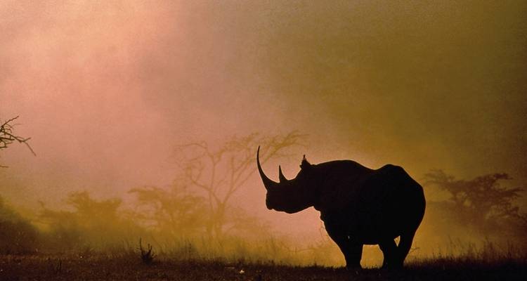 Masai Mara Fly-In Safari Premium de/à Mombasa - MEIERS WELTREISEN 2