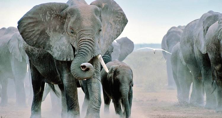 Masai Mara Fly-In Safari Premium de/à Mombasa - MEIERS WELTREISEN 3