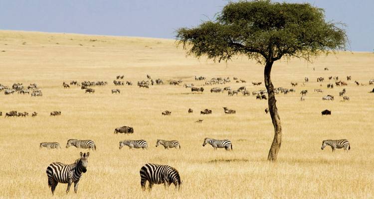 Zebras grazing in a savannah landscape.
