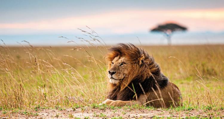 Lion resting in the savannah as the sun sets.