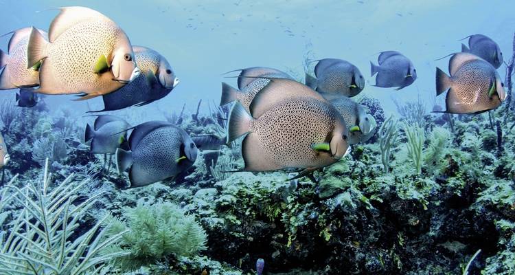 Le meilleur du Belize - MEIERS WELTREISEN 8