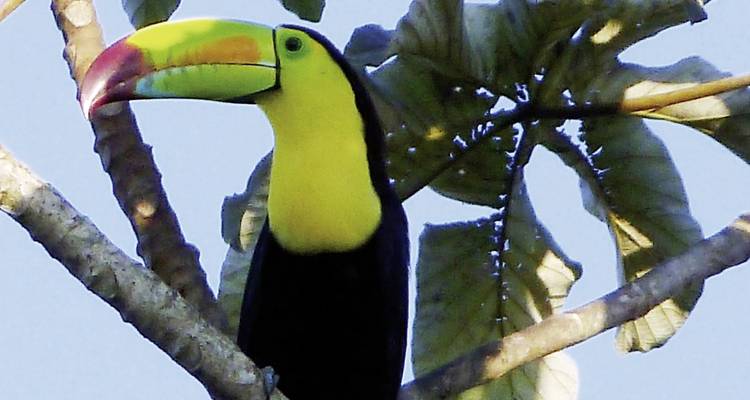 Toucan perché sur une branche d'arbre.