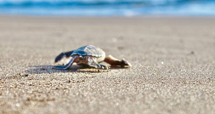 Costa Rica - Active & Relaxing - MEIERS WELTREISEN 5