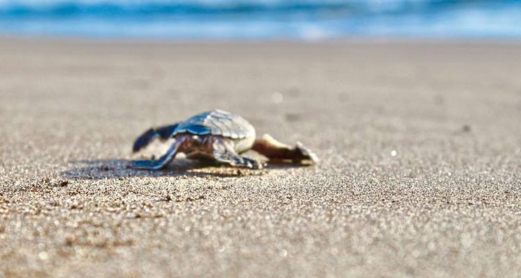 Small turtle crawling on sandy beach.