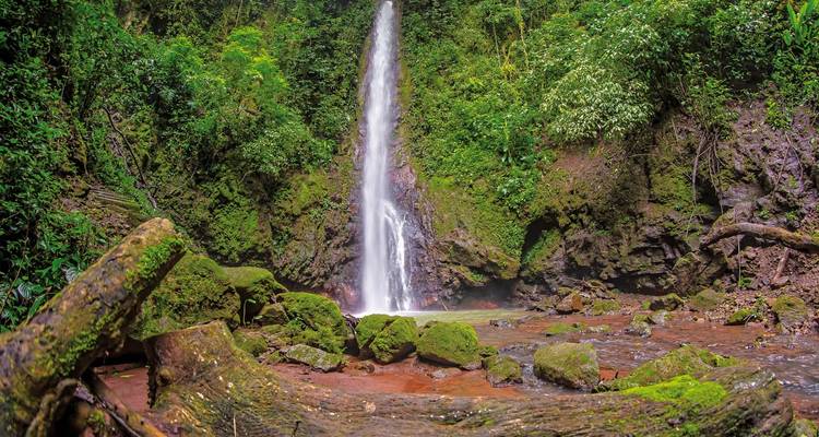 Lush green waterfall in a forest.