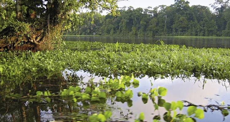Rippling water surface with vegetation on the side.