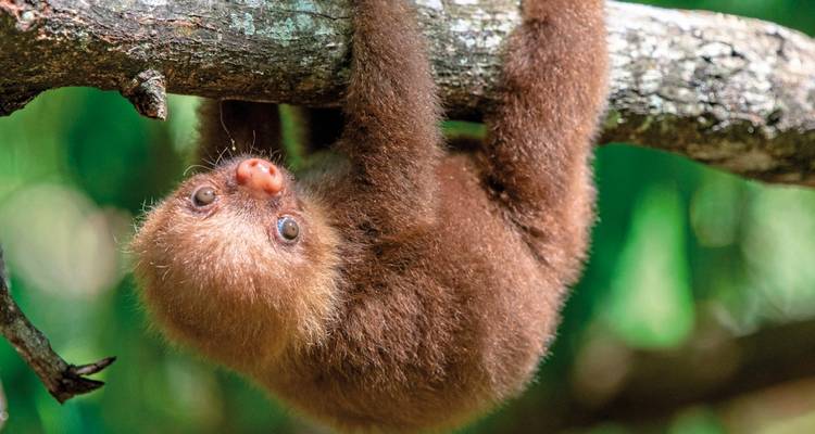 Sloth hanging upside down from a tree branch.