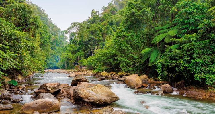 River flowing through lush rainforest with rocks.