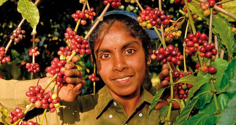 Femme cueillant des cerises de café sur une plante.
