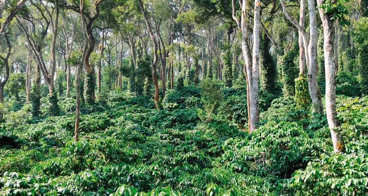 Forêt dense avec de grands arbres et des sous-bois.