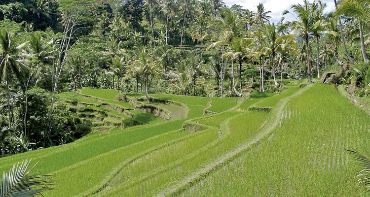 Lush green rice terraces with palm trees