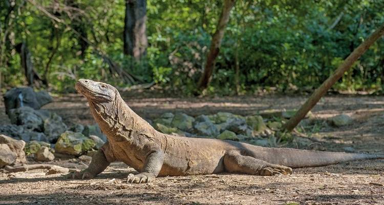 Get to know Komodo & Flores (private tour) - MEIERS WELTREISEN 1