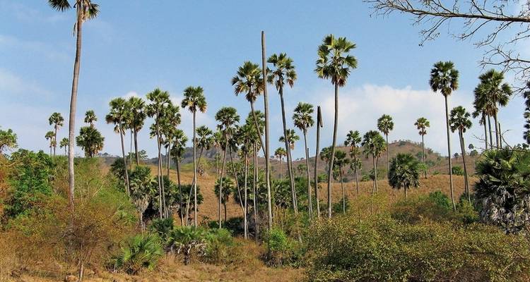 Get to know Komodo & Flores (private tour) - MEIERS WELTREISEN 2