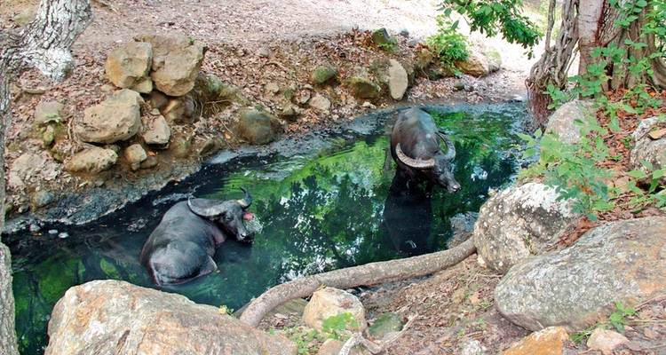 Get to know Komodo & Flores (private tour) - MEIERS WELTREISEN 4