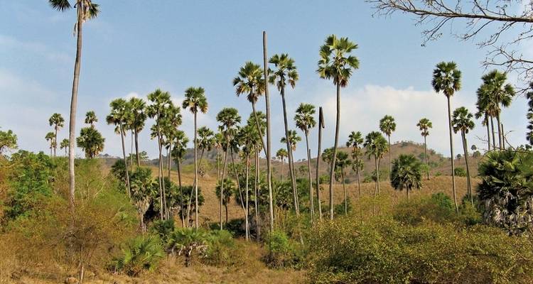 Get to know Komodo & Flores (private tour) - MEIERS WELTREISEN 9